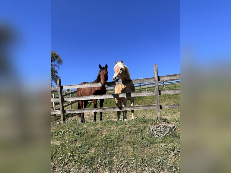 Trakehner Hengst 2 Jahre 172 cm Brauner in H&#xF6;xter