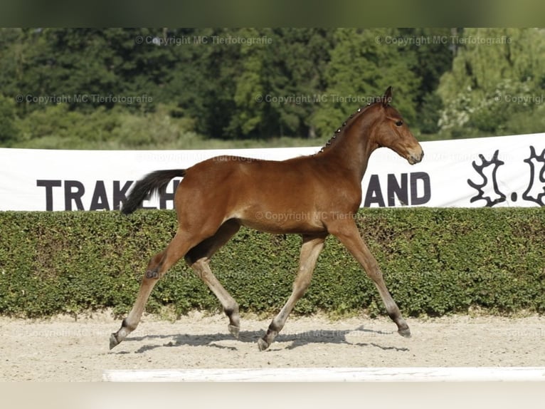 Trakehner Hengst 2 Jahre 172 cm Brauner in H&#xF6;xter
