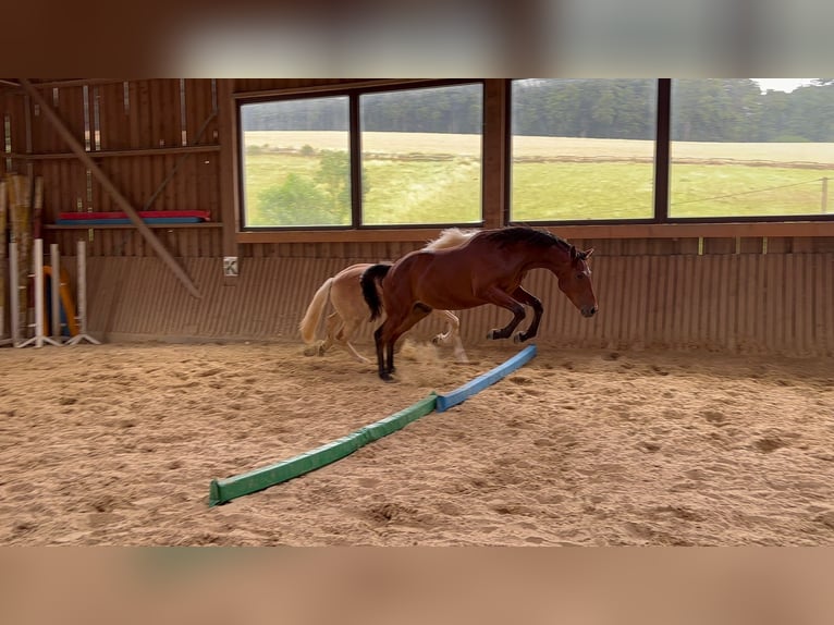 Trakehner Hengst 2 Jahre 172 cm Brauner in H&#xF6;xter
