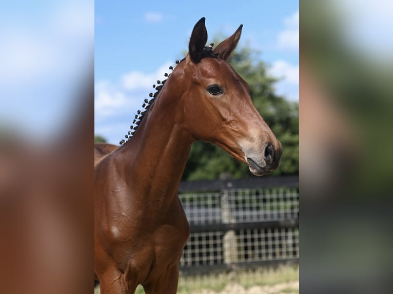 Trakehner Hengst 2 Jahre 172 cm Brauner in H&#xF6;xter