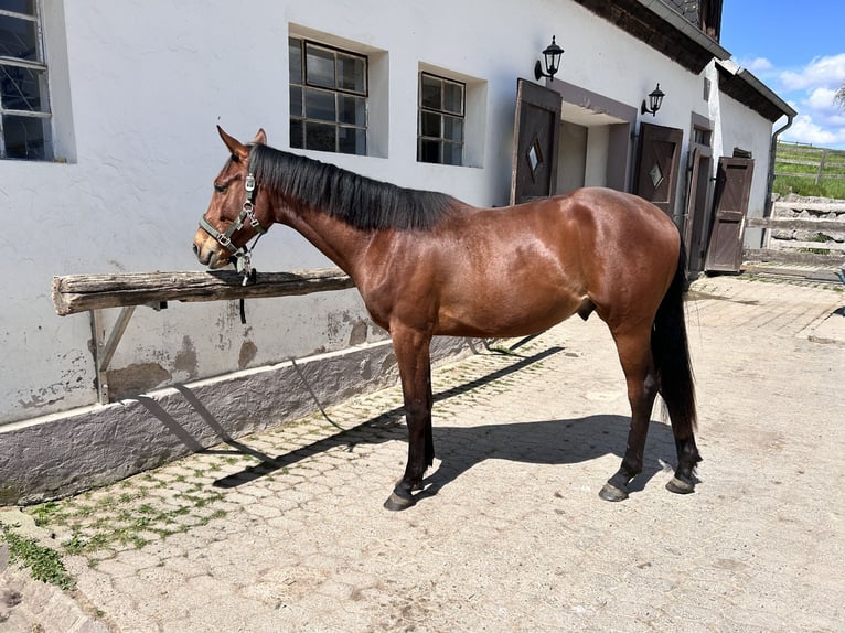 Trakehner Hengst 2 Jahre 172 cm Brauner in H&#xF6;xter