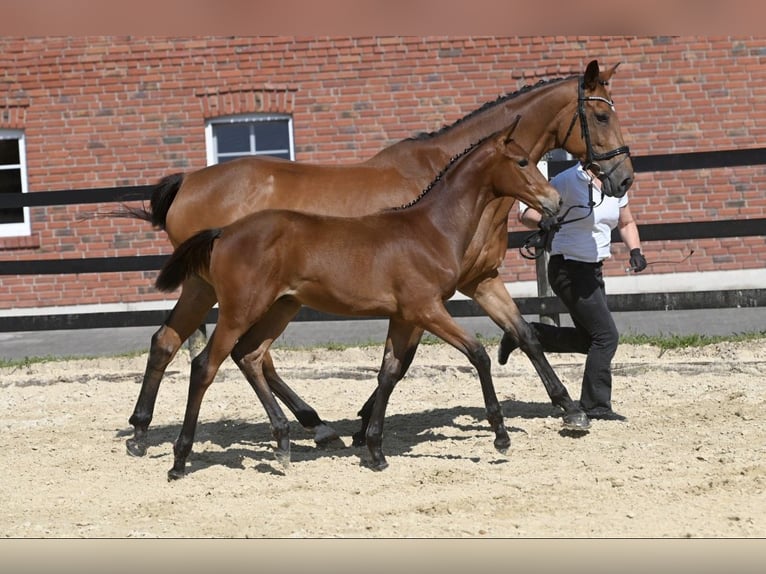 Trakehner Hengst 2 Jahre 172 cm Brauner in H&#xF6;xter