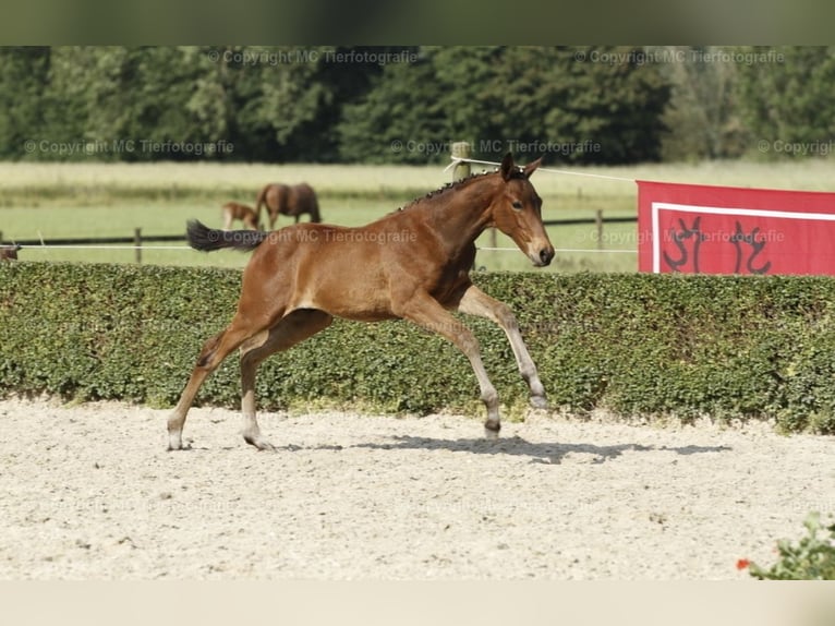 Trakehner Hengst 2 Jahre 172 cm Brauner in H&#xF6;xter