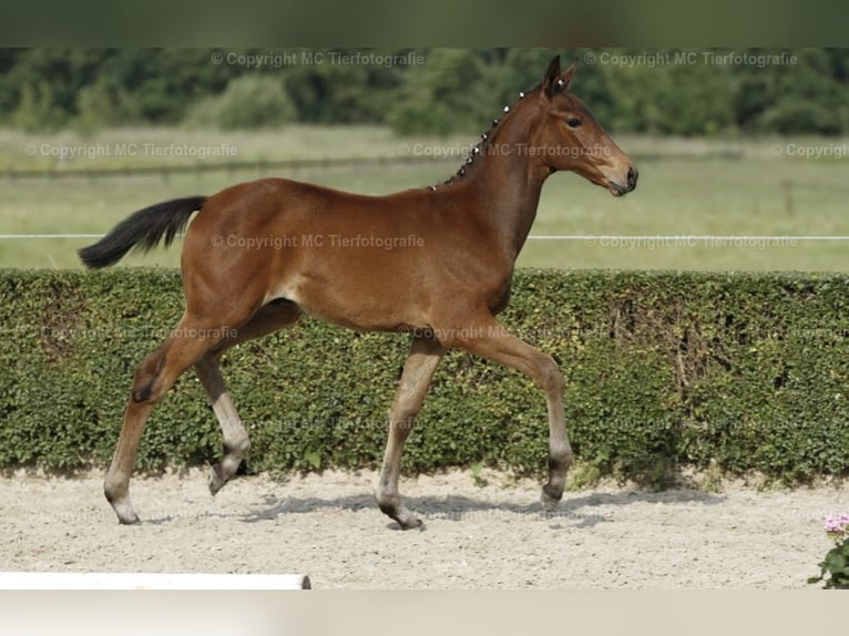 Trakehner Hengst 2 Jahre 172 cm Brauner in H&#xF6;xter