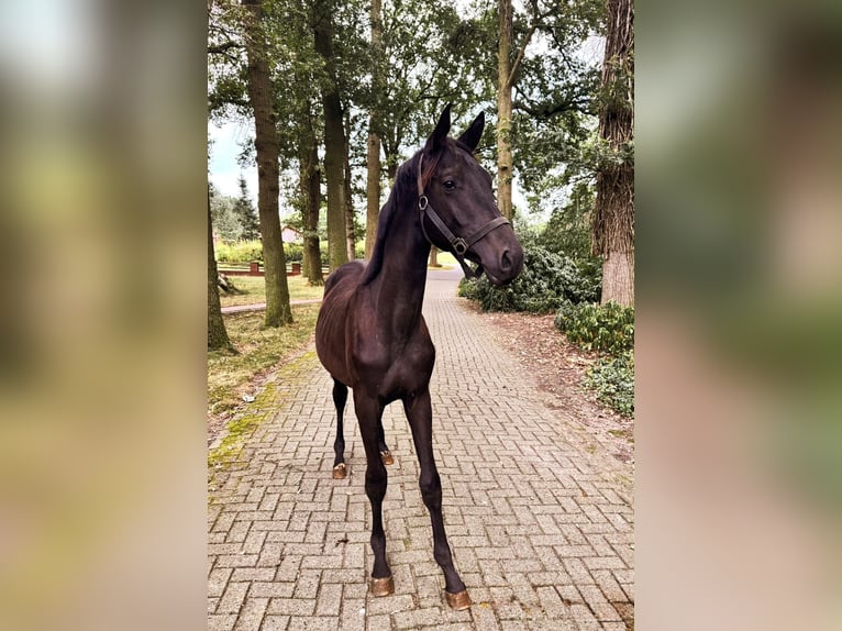 Trakehner Hengst 2 Jahre 175 cm Schwarzbrauner in Freren