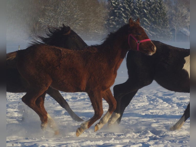 Trakehner Hengst 2 Jahre Fuchs in linn