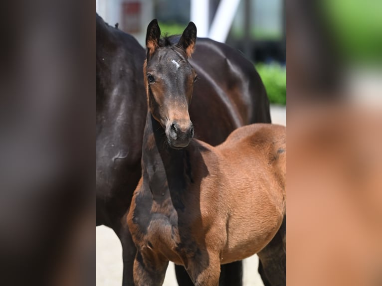 Trakehner Hengst 2 Jahre Schwarzbrauner in Rietberg