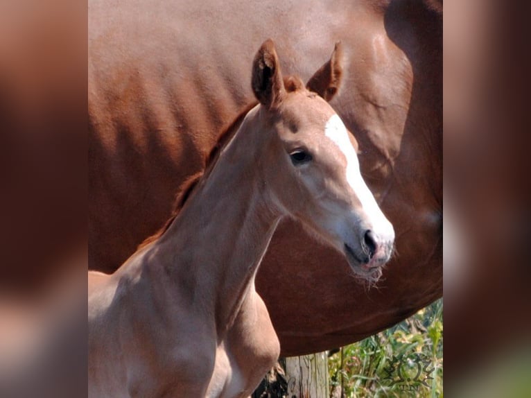 Trakehner Hengst 2 Jahre in Crivitz