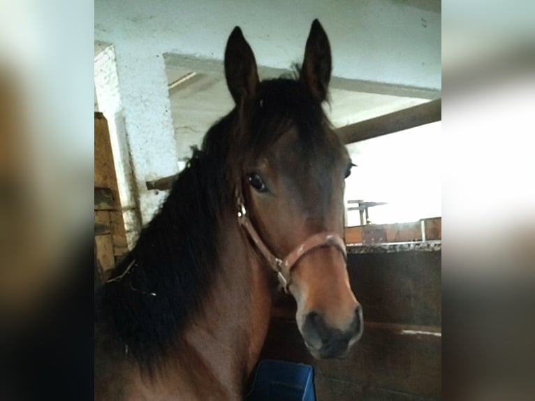 Trakehner Mix Hengst 3 Jaar 155 cm Bruin in Scheibenberg