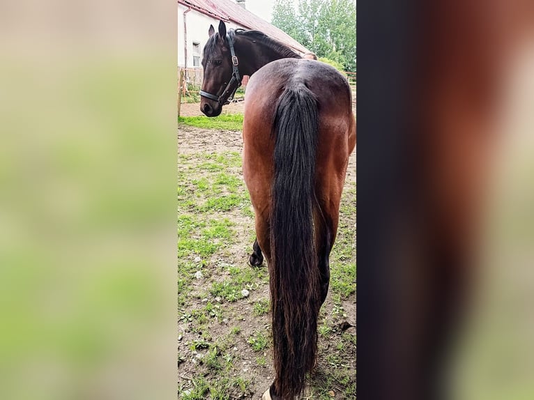 Trakehner Mix Hengst 3 Jaar 155 cm Bruin in Scheibenberg