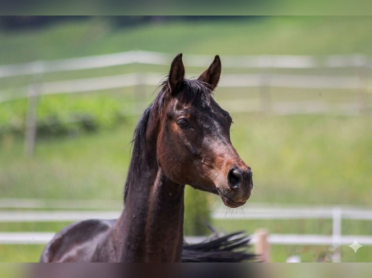 Trakehner Hengst 3 Jaar 157 cm Bruin in Straßwalchen