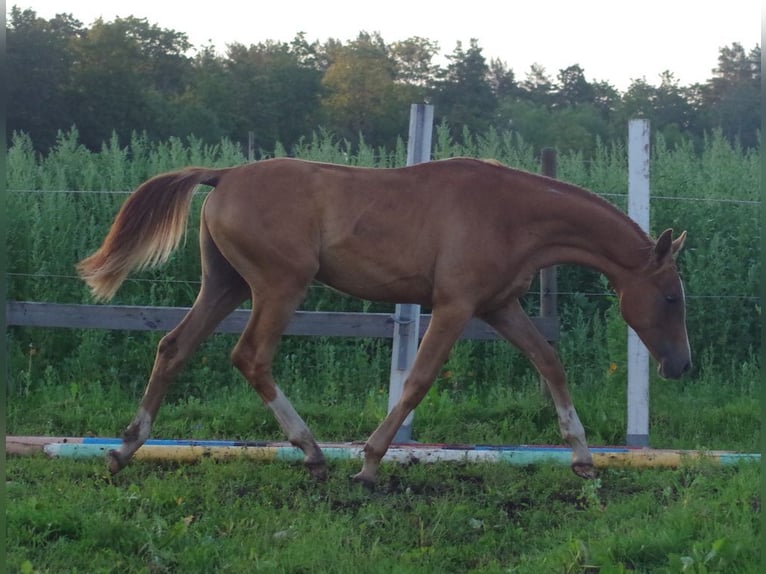 Trakehner Hengst 3 Jaar 164 cm Vos in Ruila