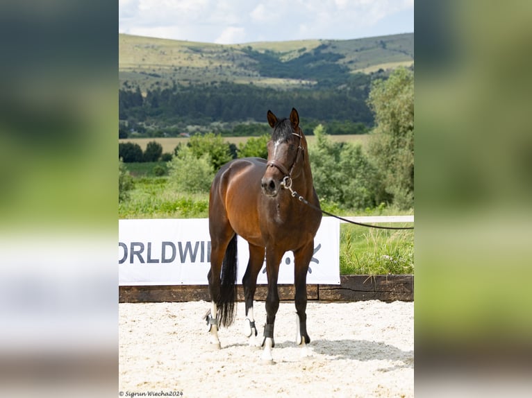 Trakehner Hengst 3 Jaar 165 cm Donkerbruin in &#1054;&#1087;&#1080;&#1094;&#1074;&#1077;&#1090; / Opicvet