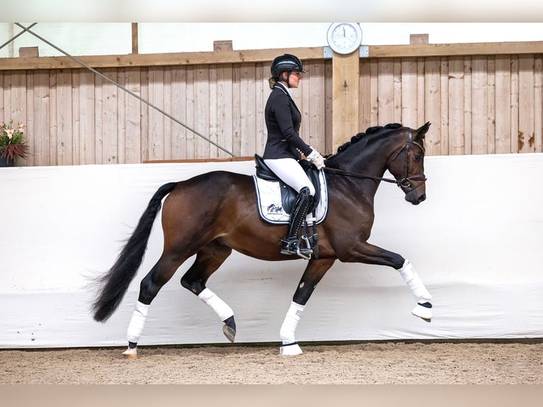 Trakehner Hengst 3 Jaar 166 cm Donkerbruin in R&#xF6;ttingen