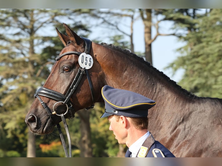 Trakehner Hengst 3 Jaar 168 cm Bruin in Bosau