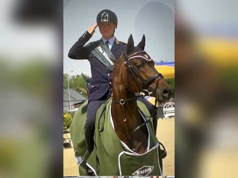 Trakehner Hengst 3 Jaar 168 cm Bruin in Bosau