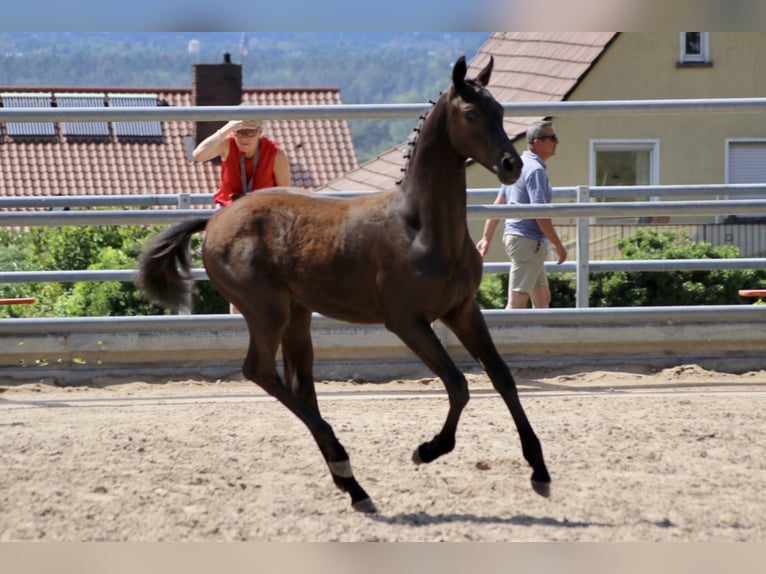 Trakehner Hengst 3 Jaar 168 cm Zwart in Gotha