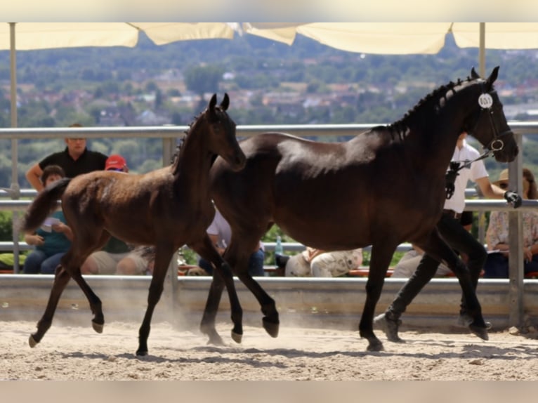 Trakehner Hengst 3 Jaar 168 cm Zwart in Gotha