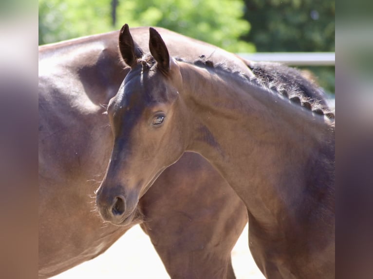 Trakehner Hengst 3 Jaar 168 cm Zwart in Gotha