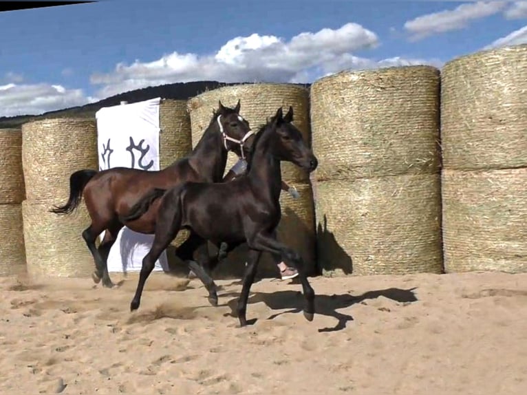 Trakehner Hengst 3 Jaar 168 cm Zwartbruin in Aytos