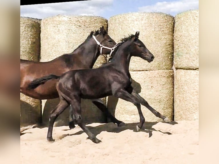 Trakehner Hengst 3 Jaar 168 cm Zwartbruin in Aytos