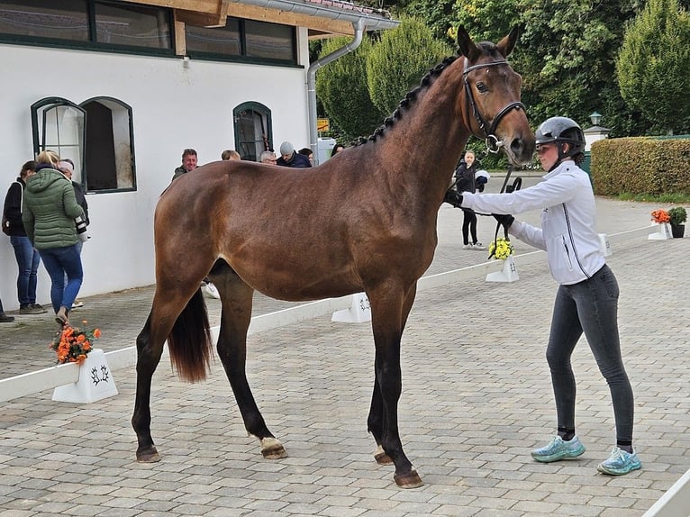 Trakehner Hengst 3 Jaar 170 cm Donkerbruin in Adelsried