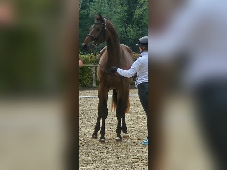 Trakehner Hengst 3 Jaar 170 cm Donkerbruin in Adelsried