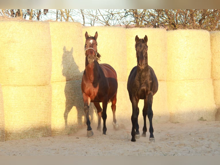 Trakehner Hengst 3 Jaar 170 cm Zwartbruin in Aytos