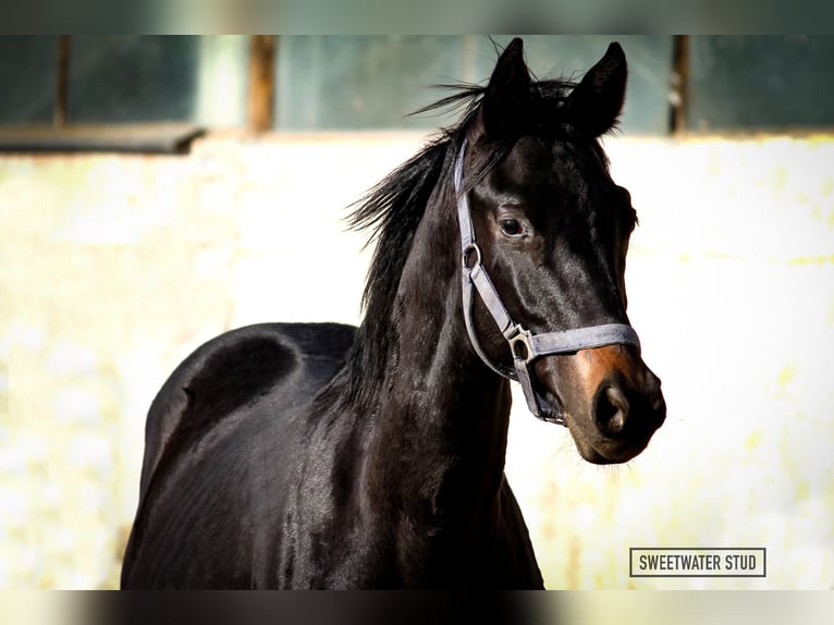 Trakehner Hengst 3 Jaar 170 cm Zwartbruin in Aytos