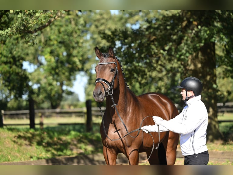 Trakehner Hengst 3 Jaar 172 cm Bruin in Neumünster