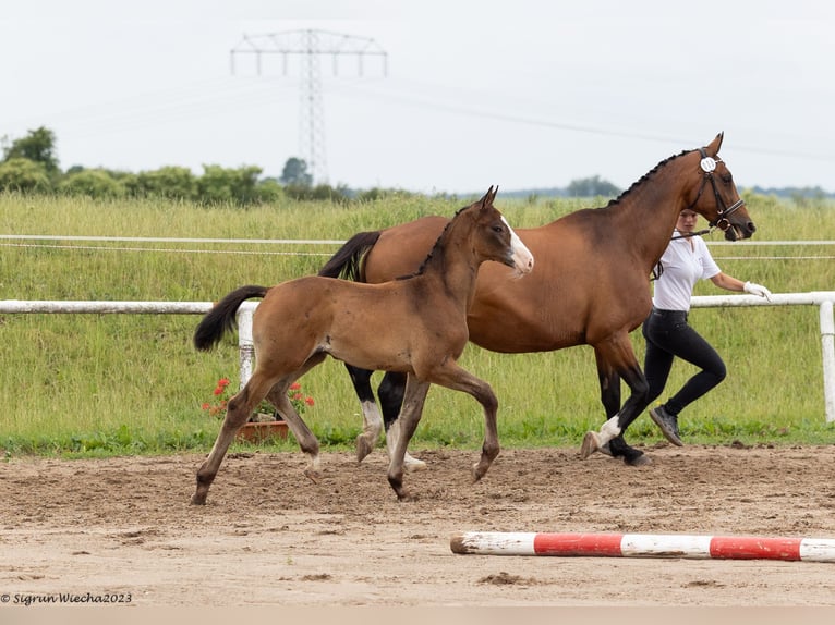 Trakehner Hengst 3 Jaar Bruin in Ueckermünde