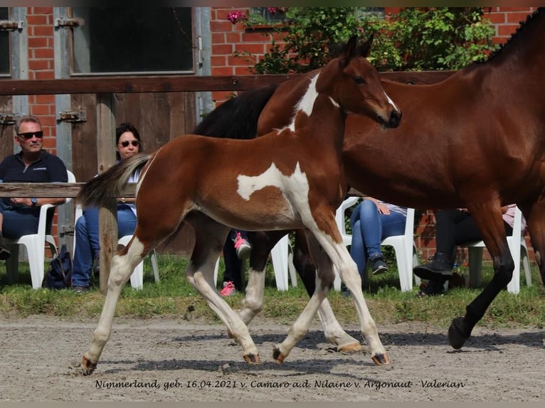 Trakehner Hengst 3 Jaar Gevlekt-paard in Oetzen