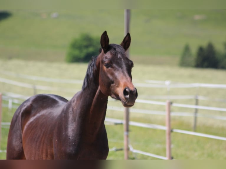 Trakehner Hengst 3 Jahre 157 cm Brauner in Straßwalchen