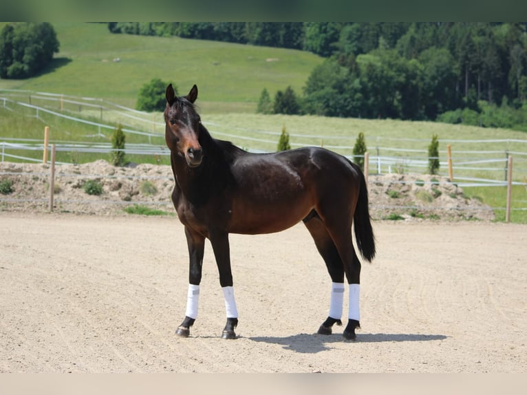 Trakehner Hengst 3 Jahre 157 cm Brauner in Straßwalchen