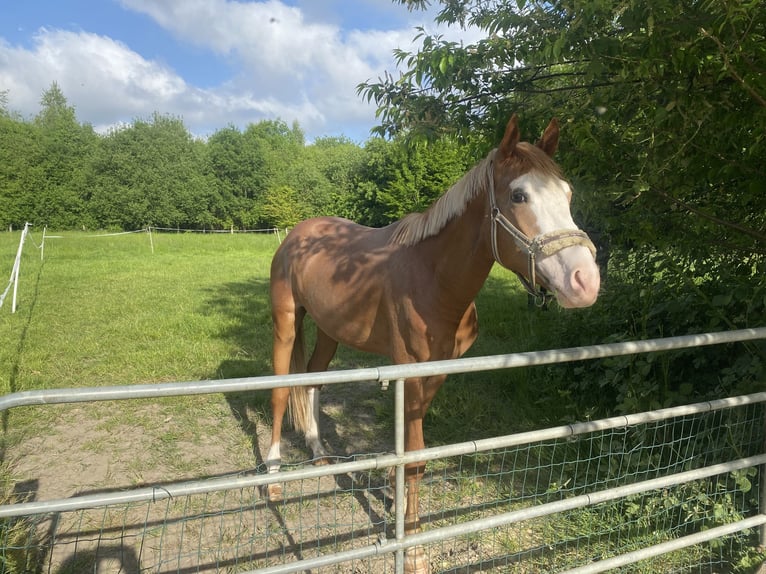 Trakehner Hengst 3 Jahre 161 cm Fuchs in Dortmund