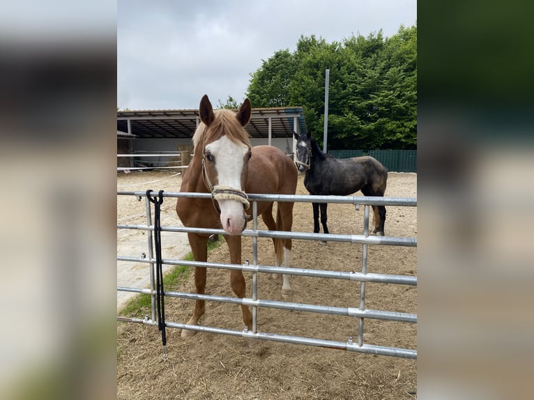 Trakehner Hengst 3 Jahre 161 cm Fuchs in Dortmund