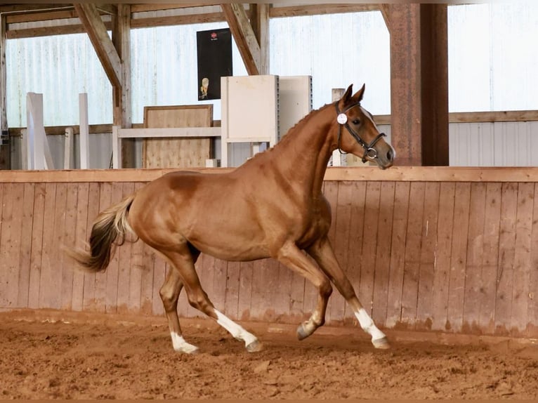 Trakehner Hengst 3 Jahre 165 cm Fuchs in Ruila