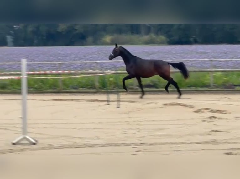 Trakehner Hengst 3 Jahre 166 cm Brauner in Wietzen