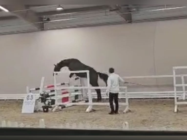Trakehner Hengst 3 Jahre 166 cm Brauner in Wietzen