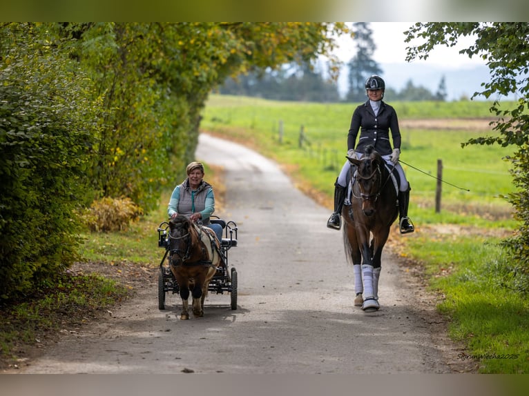 Trakehner Hengst 3 Jahre 166 cm Dunkelbrauner in R&#xF6;ttingen