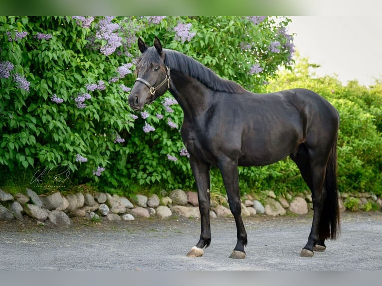 Trakehner Hengst 3 Jahre 167 cm Rappe in Wenningstedt