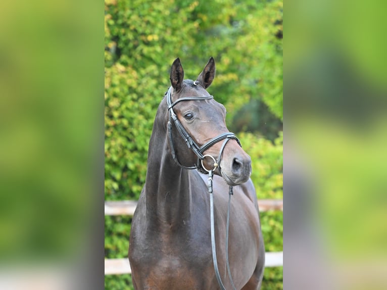 Trakehner Hengst 3 Jahre 168 cm Brauner in Bosau