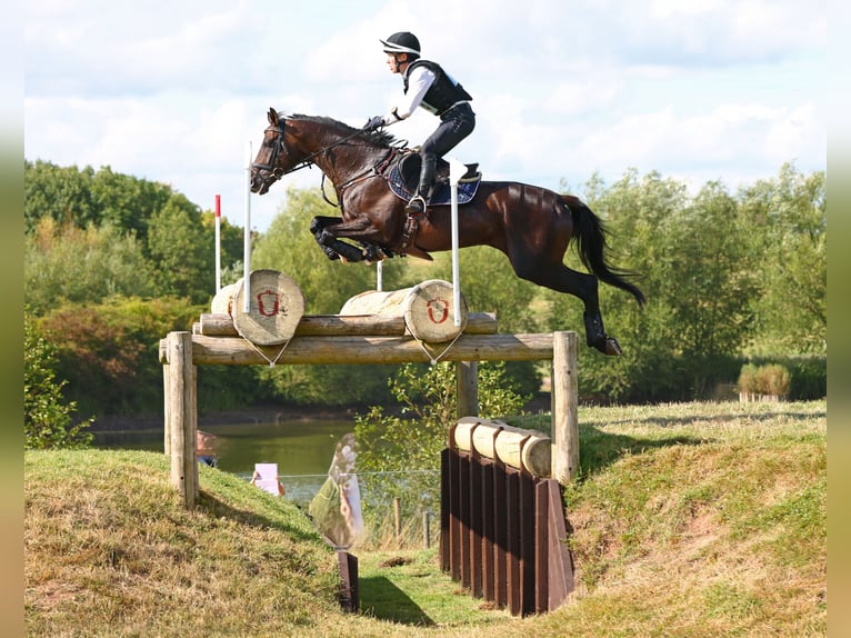 Trakehner Hengst 3 Jahre 168 cm Brauner in Bosau