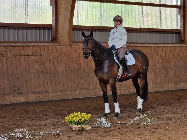 Trakehner Hengst 3 Jahre 168 cm Brauner in Bosau