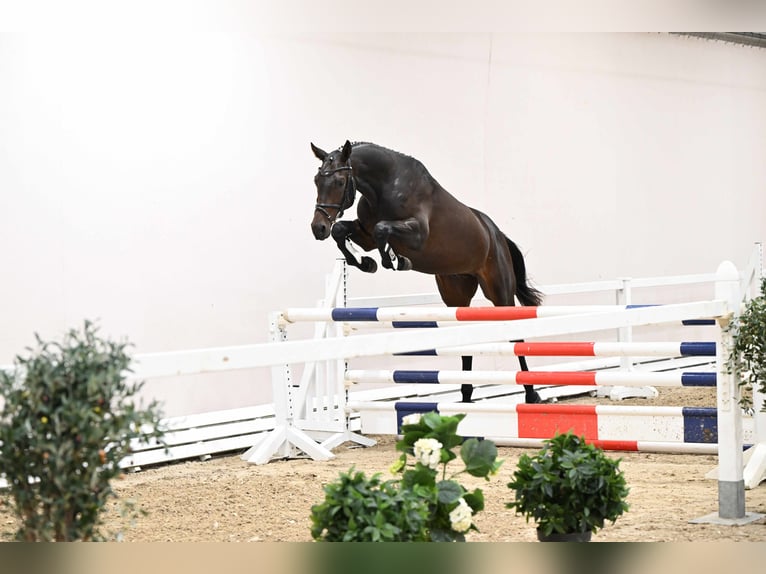 Trakehner Hengst 3 Jahre 168 cm Brauner in Bosau