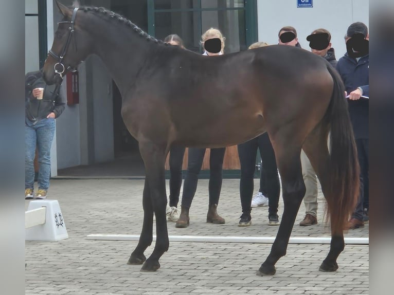 Trakehner Hengst 3 Jahre 170 cm Dunkelbrauner in Adelsried