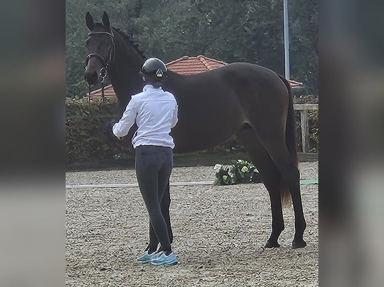 Trakehner Hengst 3 Jahre 170 cm Dunkelbrauner in Adelsried