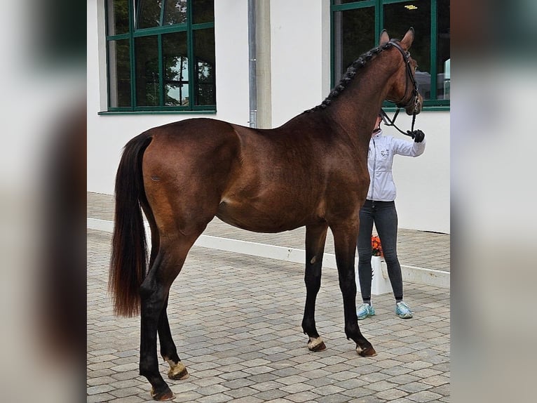 Trakehner Hengst 3 Jahre 170 cm Dunkelbrauner in Adelsried