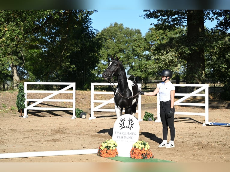 Trakehner Hengst 4 Jaar 162 cm Gevlekt-paard in Brome