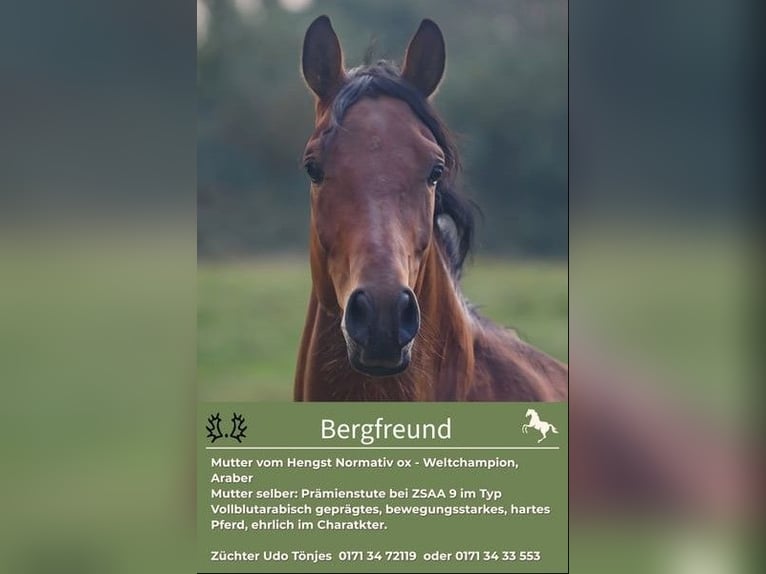 Trakehner Hengst 4 Jaar 163 cm Bruin in Holzbunge